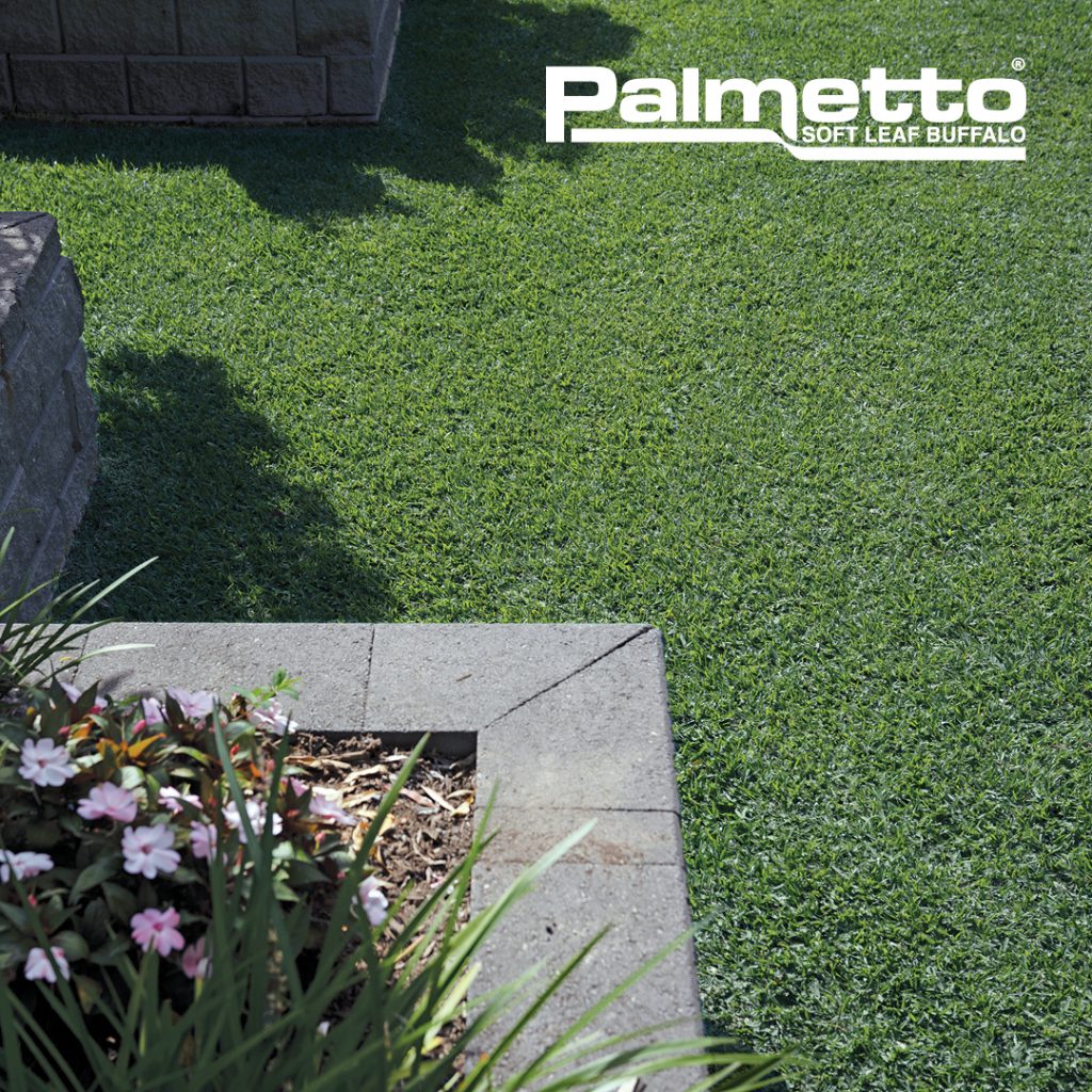 Allenview Turf | Premium Turf | Brisbane, Gold Coast, Ipswich