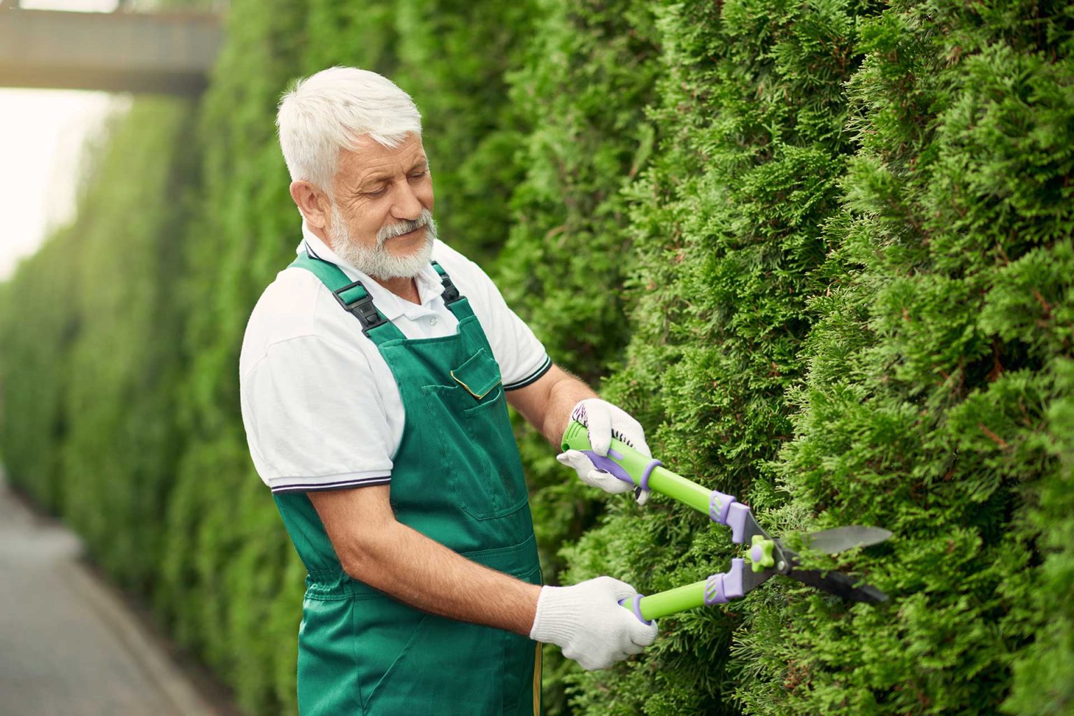 Allenview Turf | Premium Turf | Brisbane, Gold Coast, Ipswich